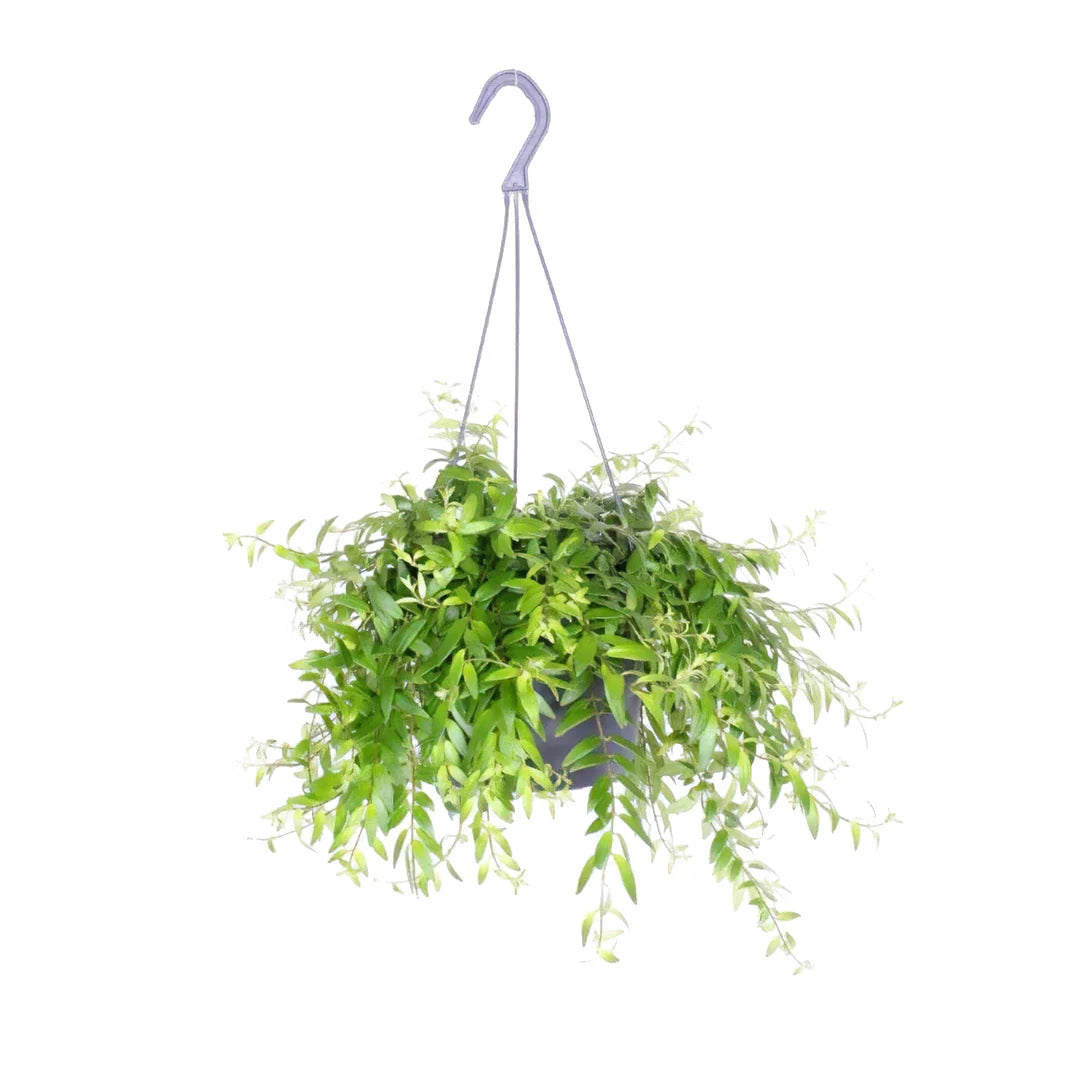 Aeschynanthus Japhrolepis