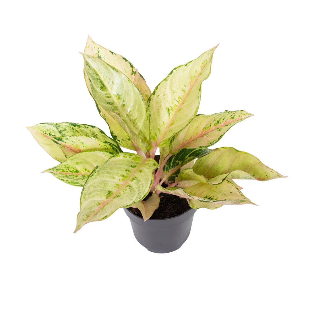 Aglaonema Chartreuse