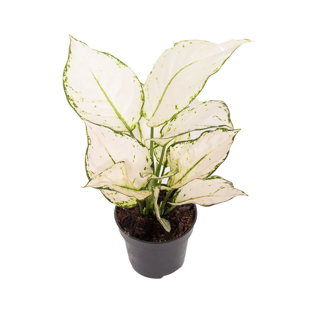 Aglaonema White Joy