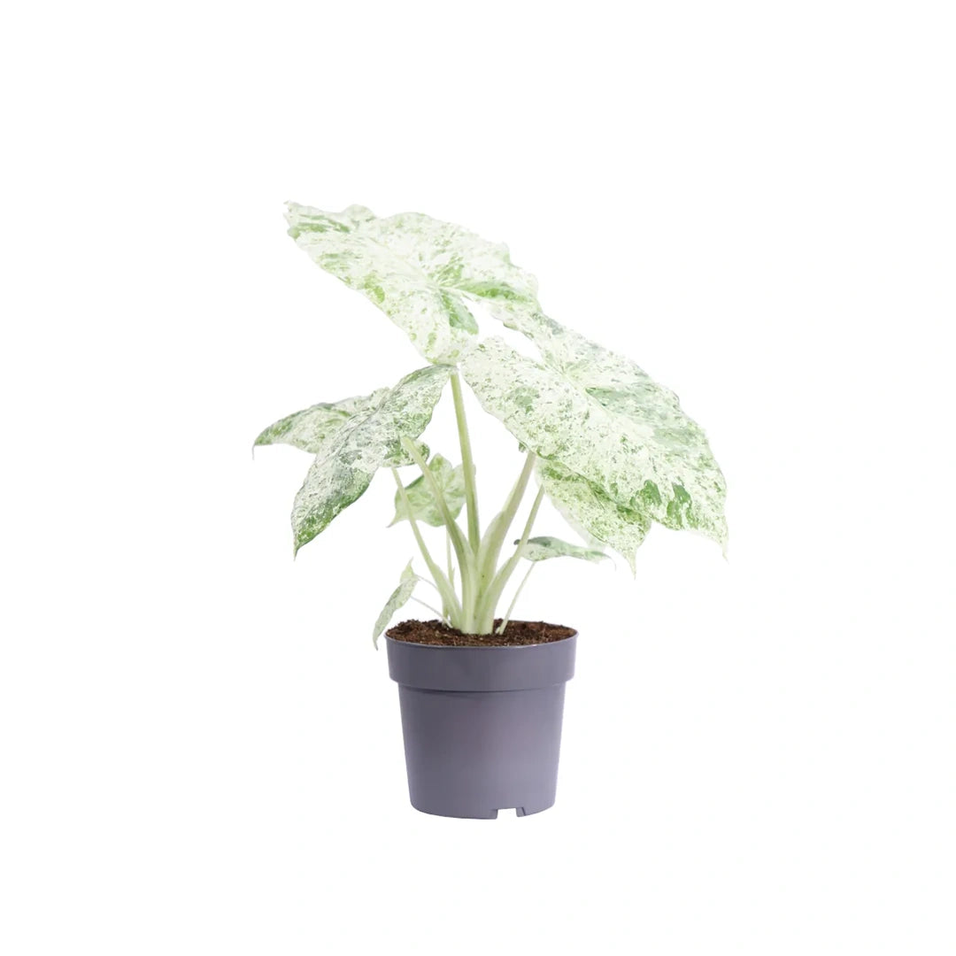 Alocasia Macrorrhiza 'Splash'