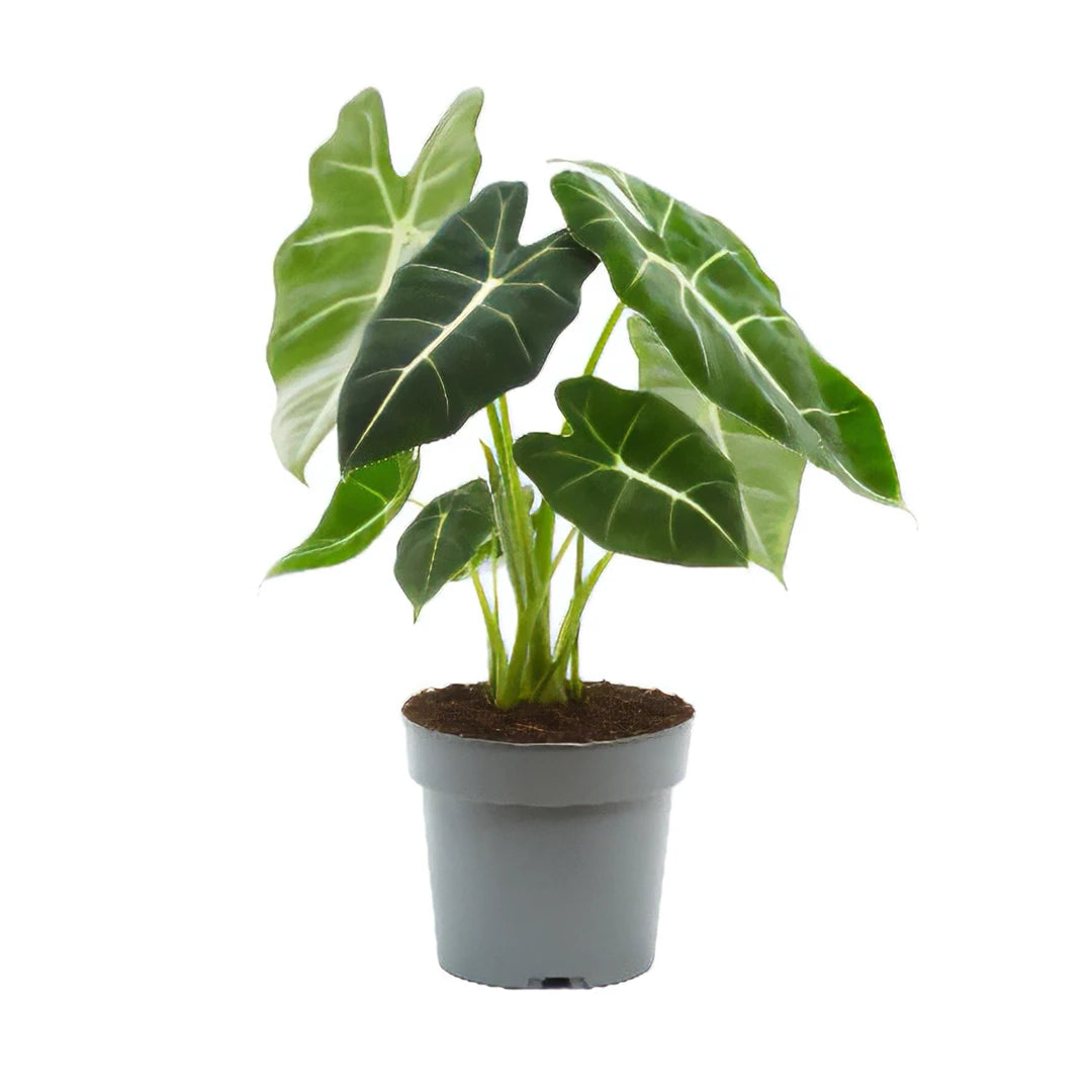 Alocasia Frydek