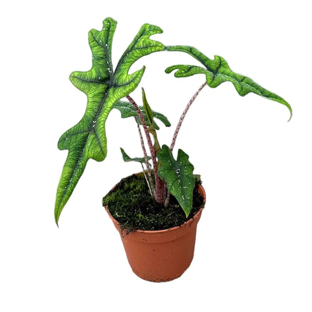 Alocasia Jacklyn