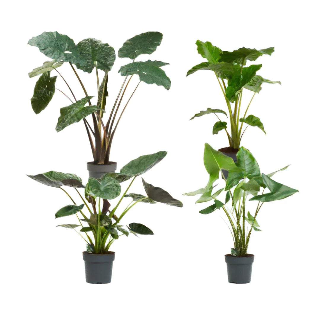 Alocasia Mix