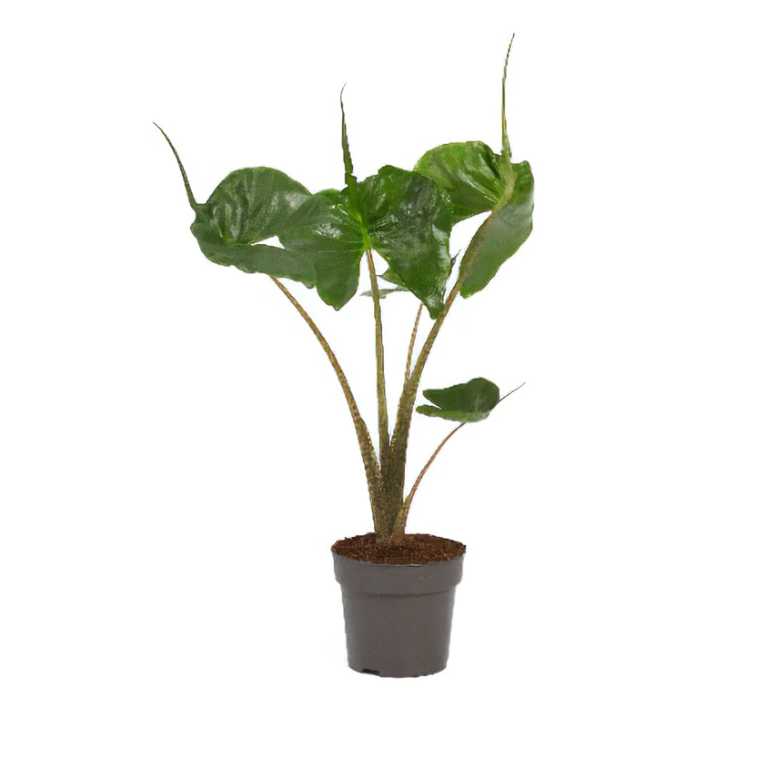 Alocasia Stingray