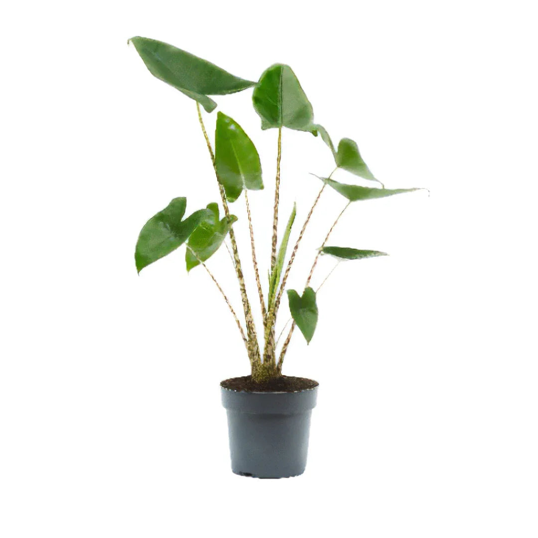 Alocasia zebrina