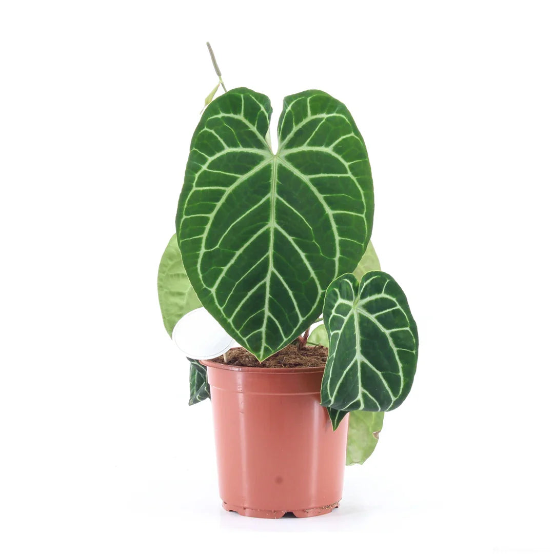 anthurium bianco cura Anthurium Crystallinum – Piantala Club