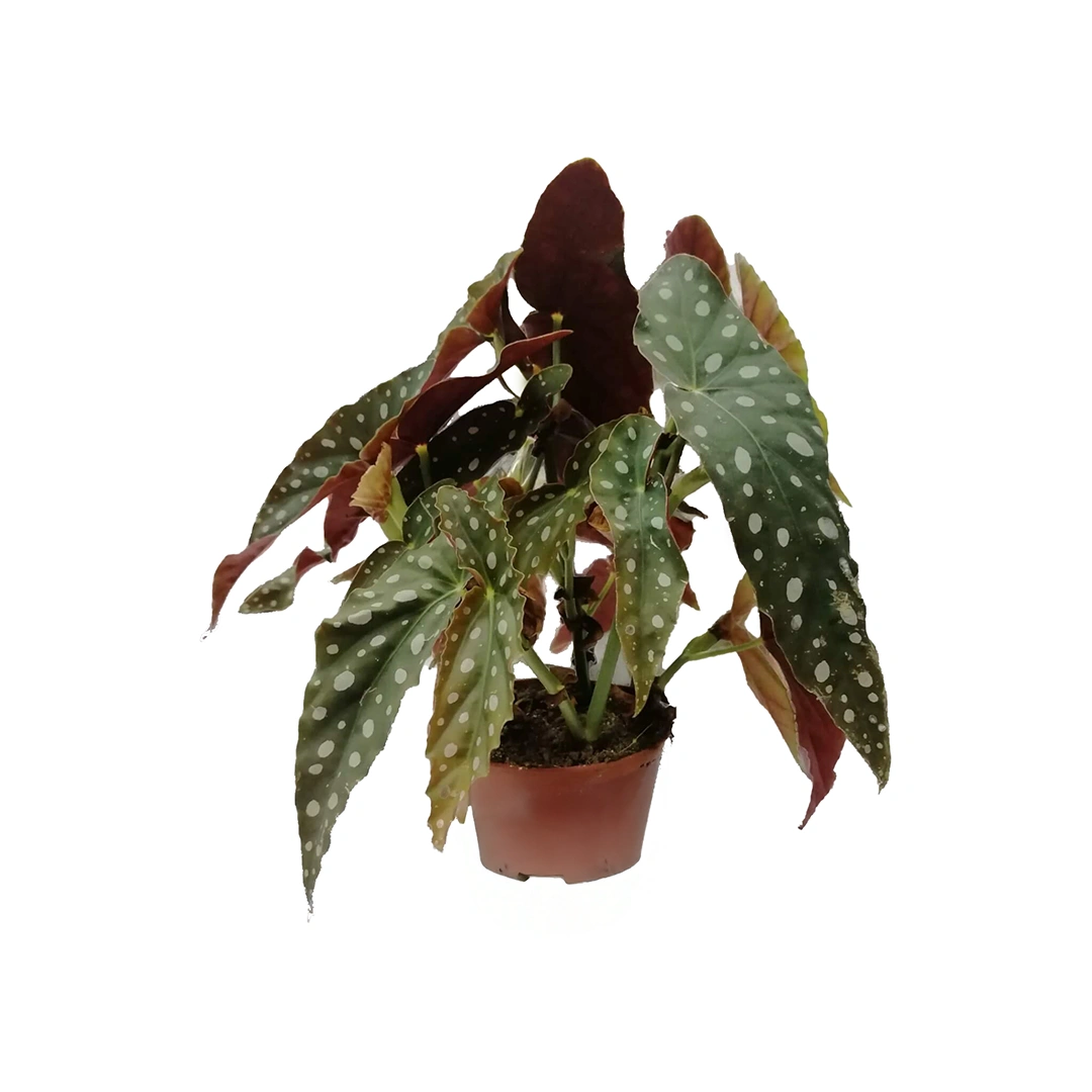Begonia Leaf Maculata Wightii