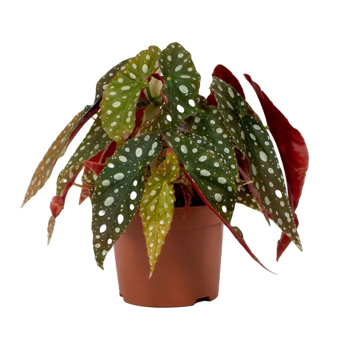 Begonia Maculata