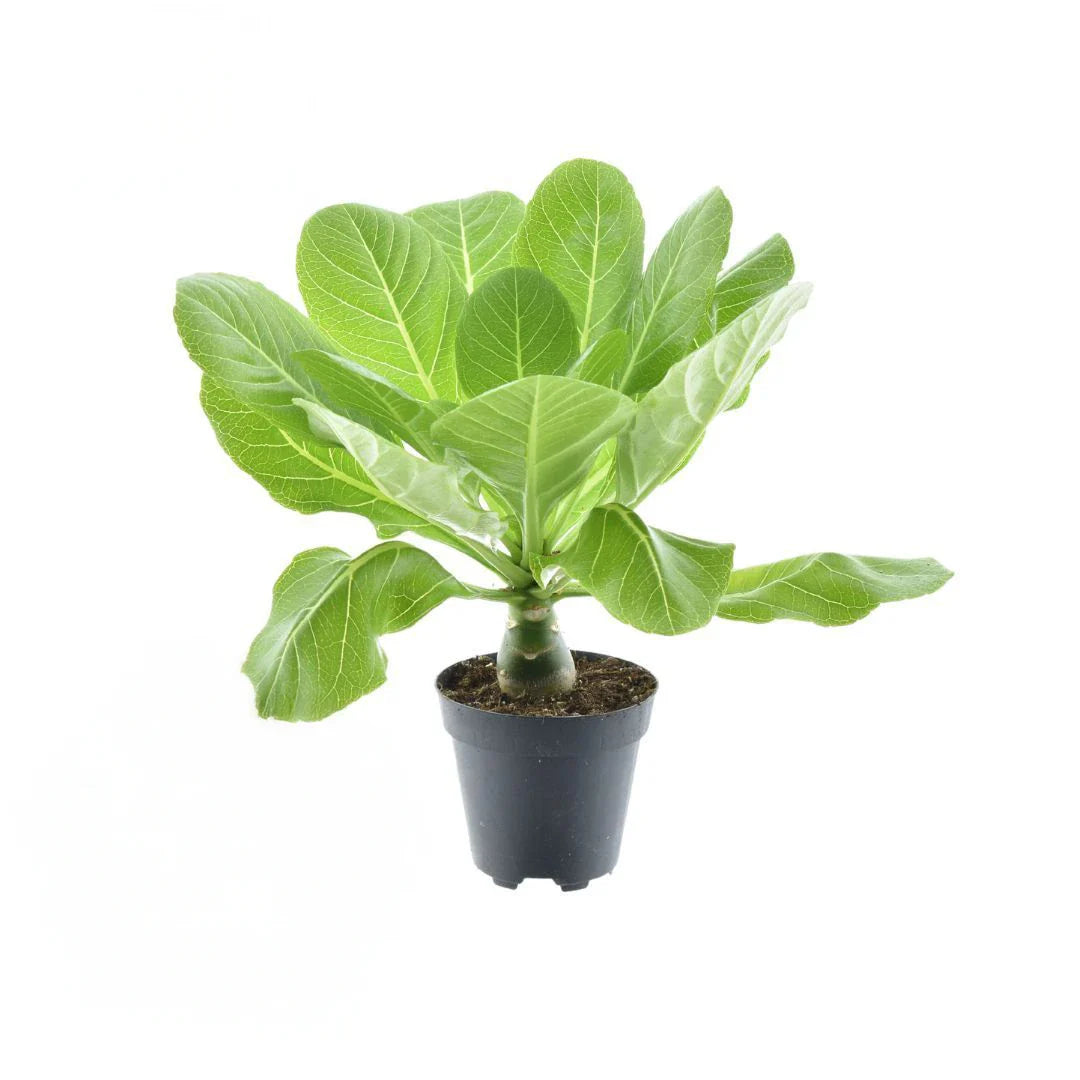 Brighamia Hawaii Palm