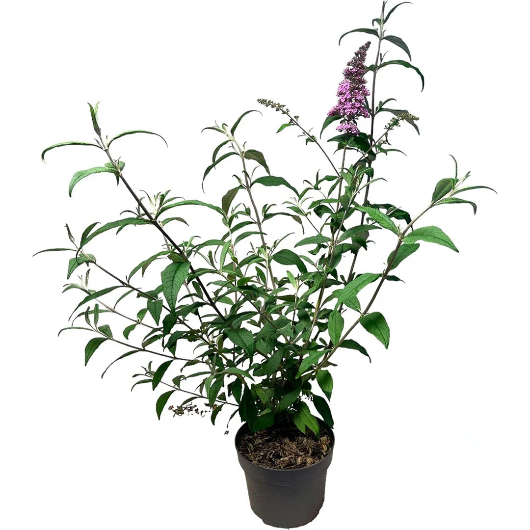 Buddleja davidii Pink Delight