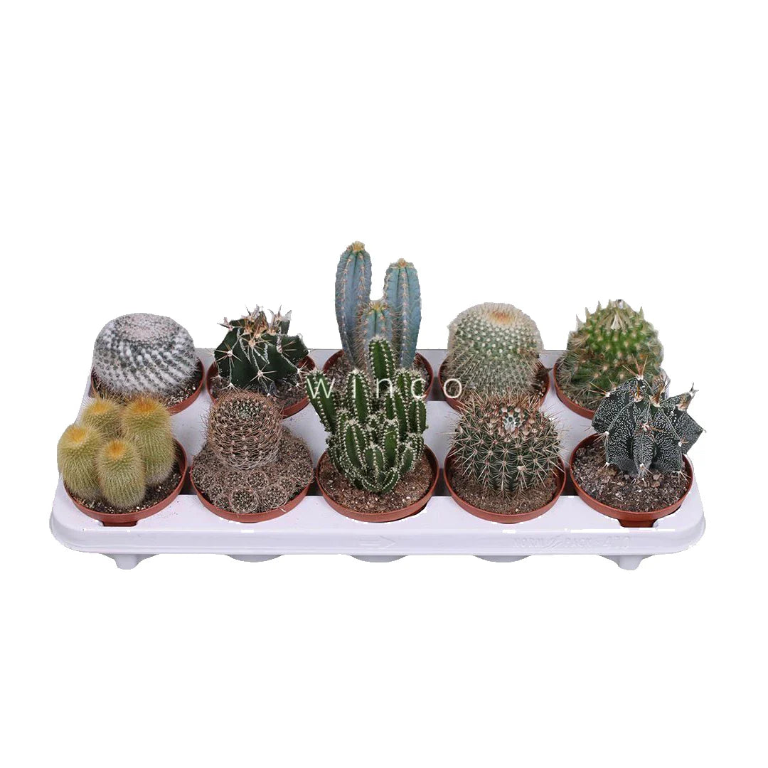 Cactus Mix 5,5ø 5cm