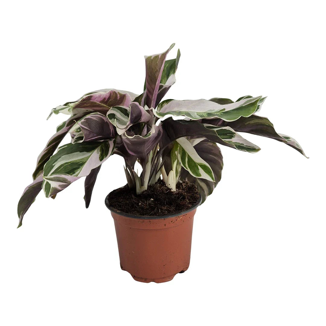 Calathea Fusion White