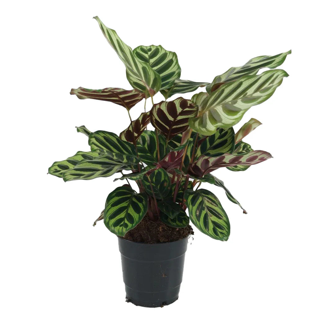 Calathea Makoyana