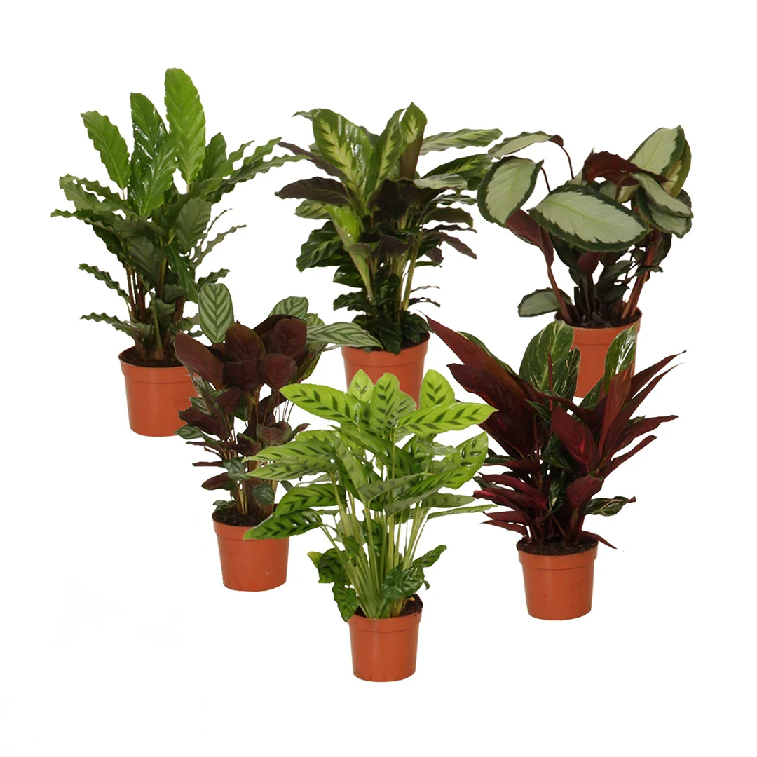 Calathea Mix