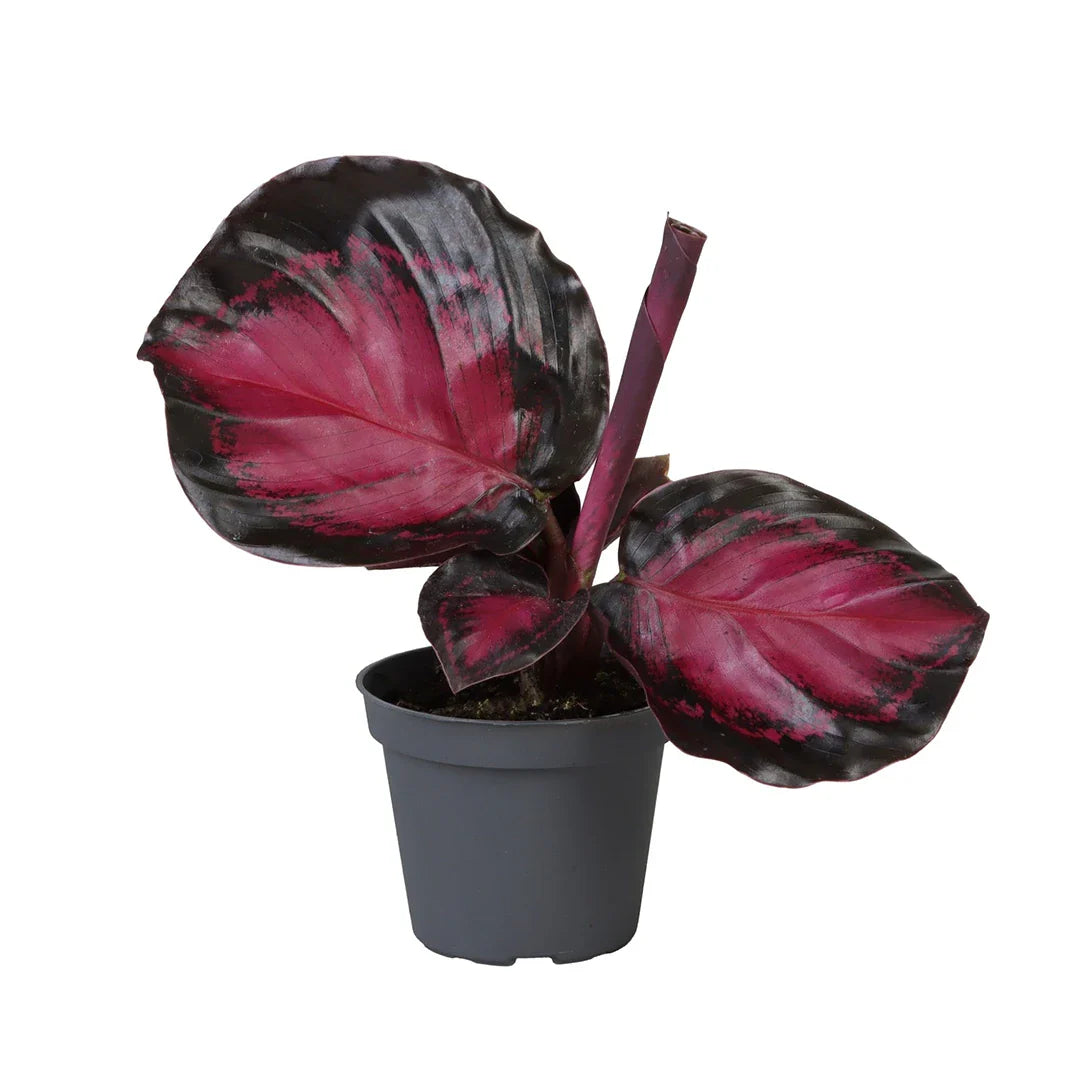 Calathea Rosea-picta Crimson