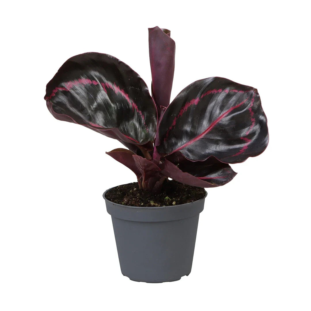 Calathea Rosea-picta Dottie
