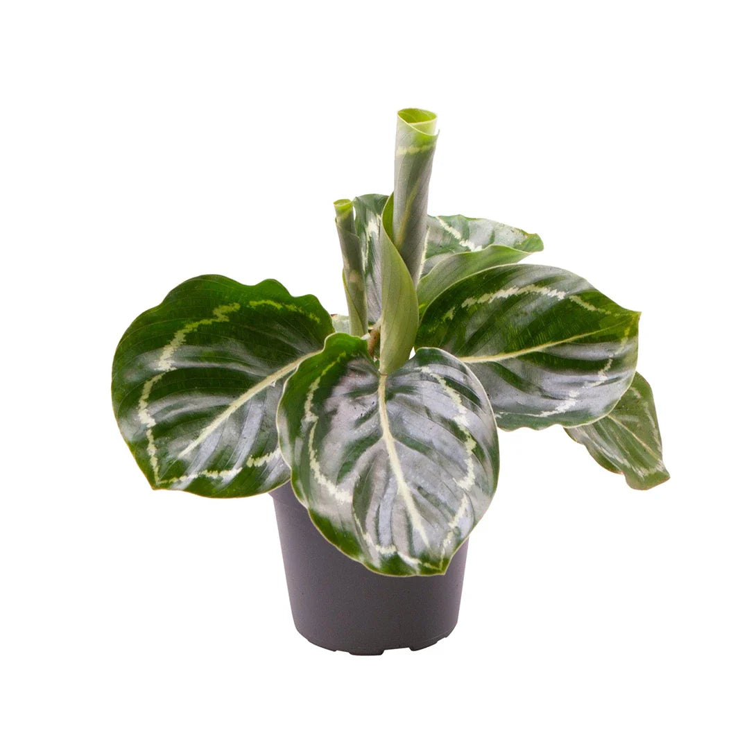 Calathea Rosea-picta Green