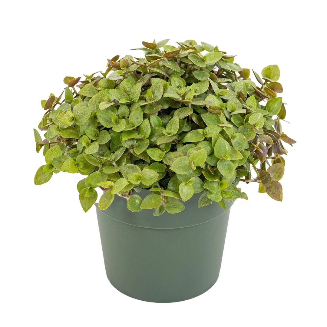 Callisia Repens 'Turtle'