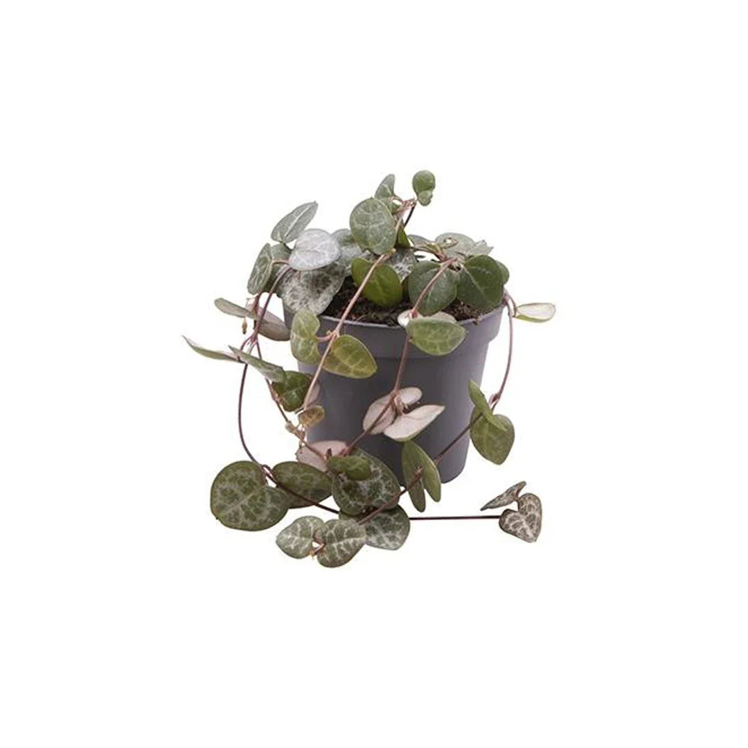 Ceropegia woodii