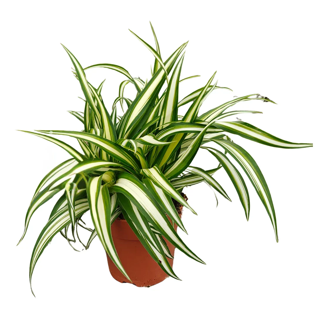 Chlorophythum Vittatum