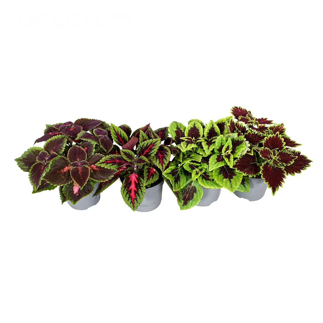 Coleus Mix