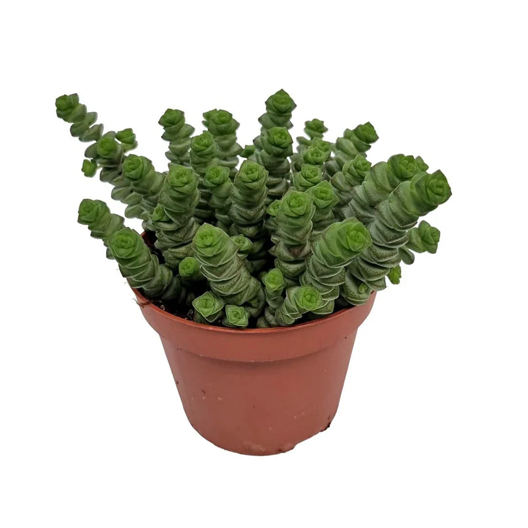 Crassula Marnieriana