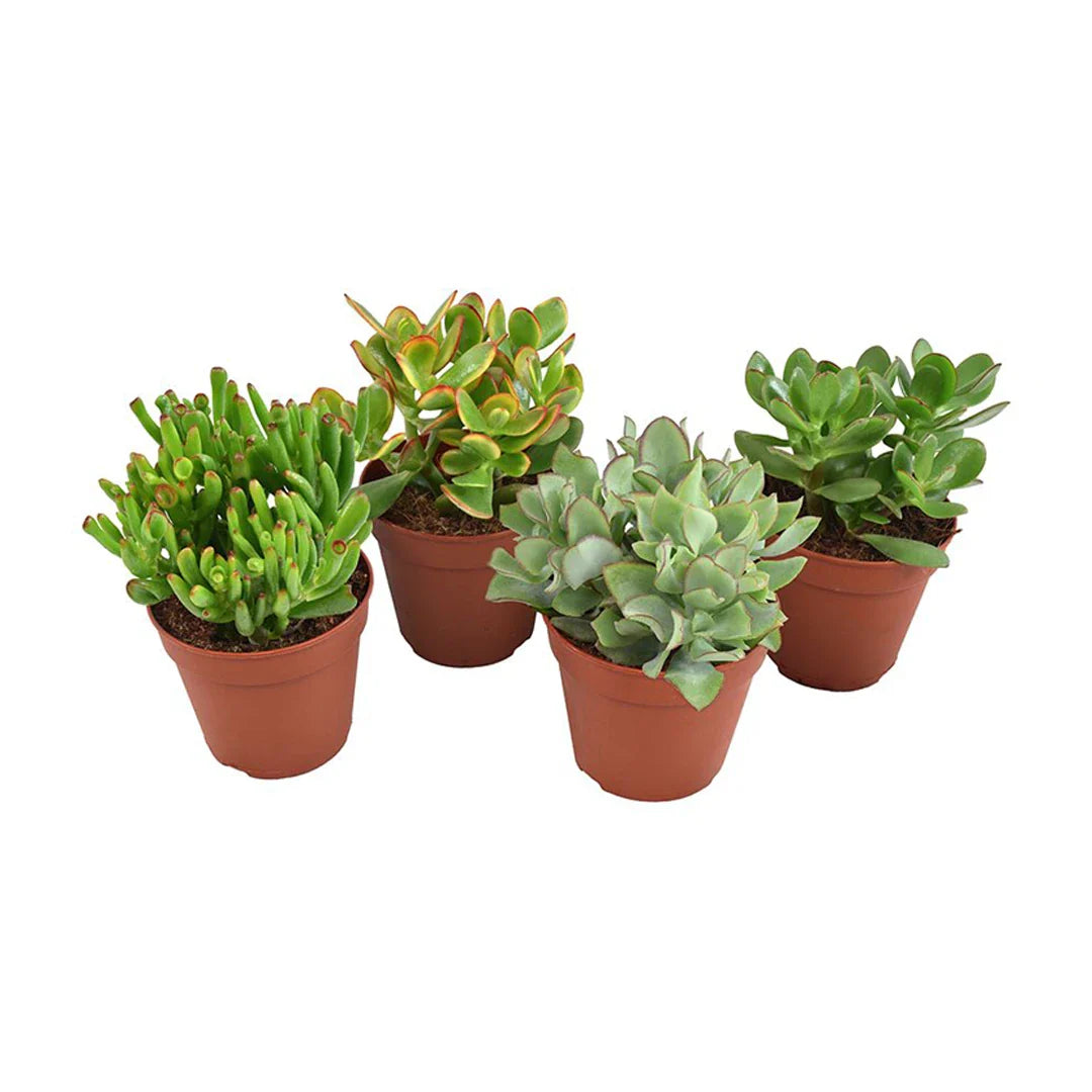 Crassula Mixed