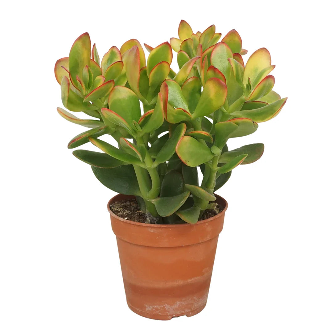 Crassula Ovata Sunset