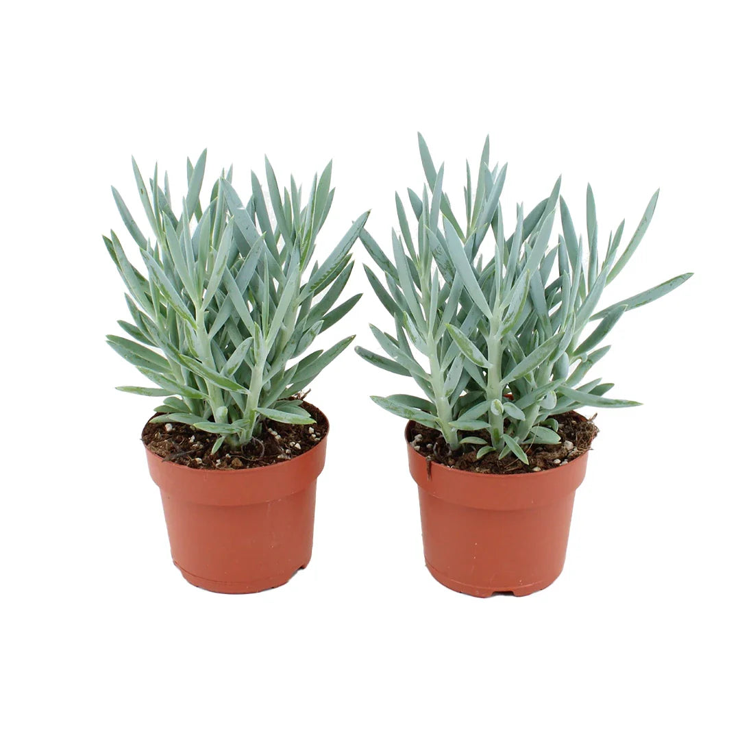 Curio Tali Mount Everest