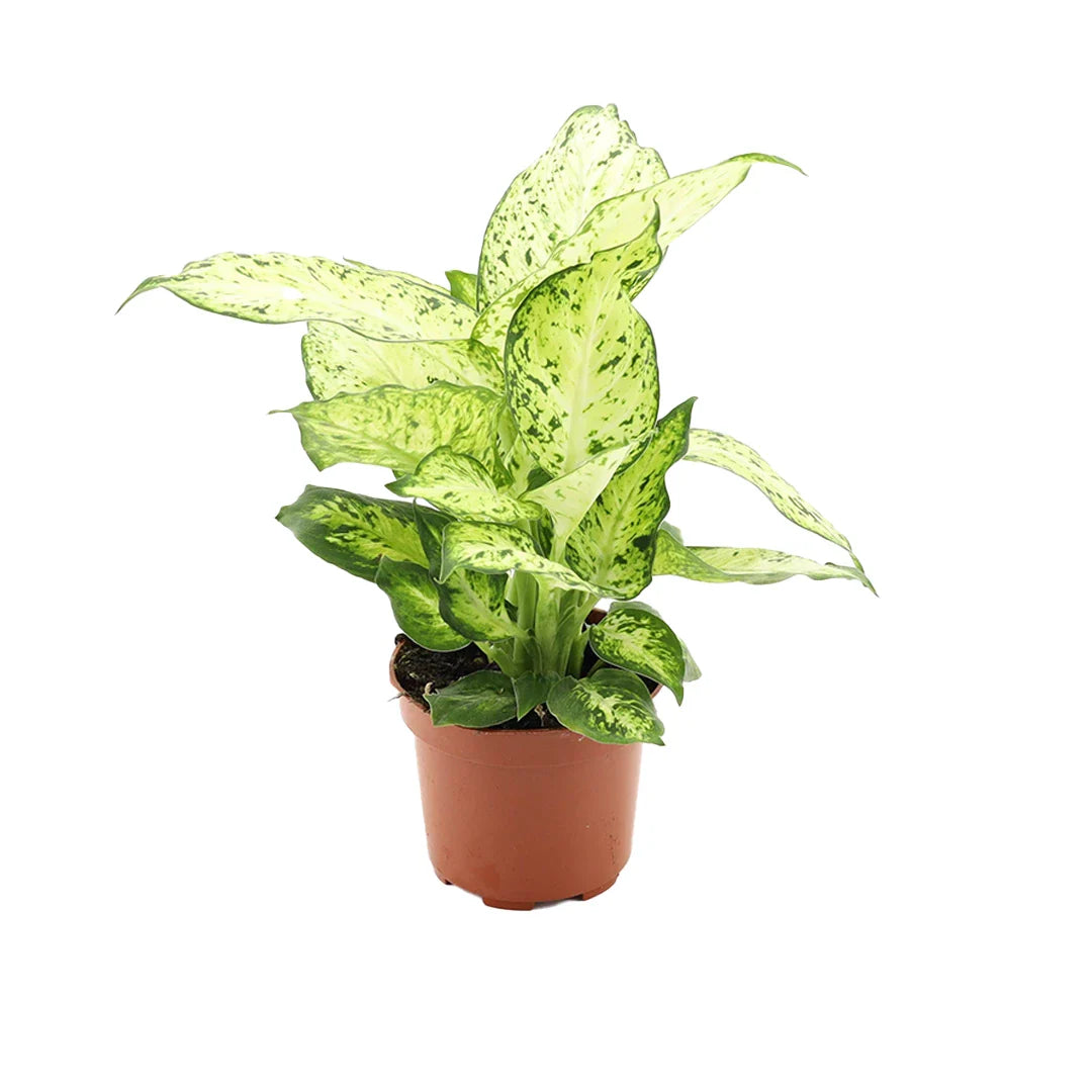 Dieffenbachia Amy