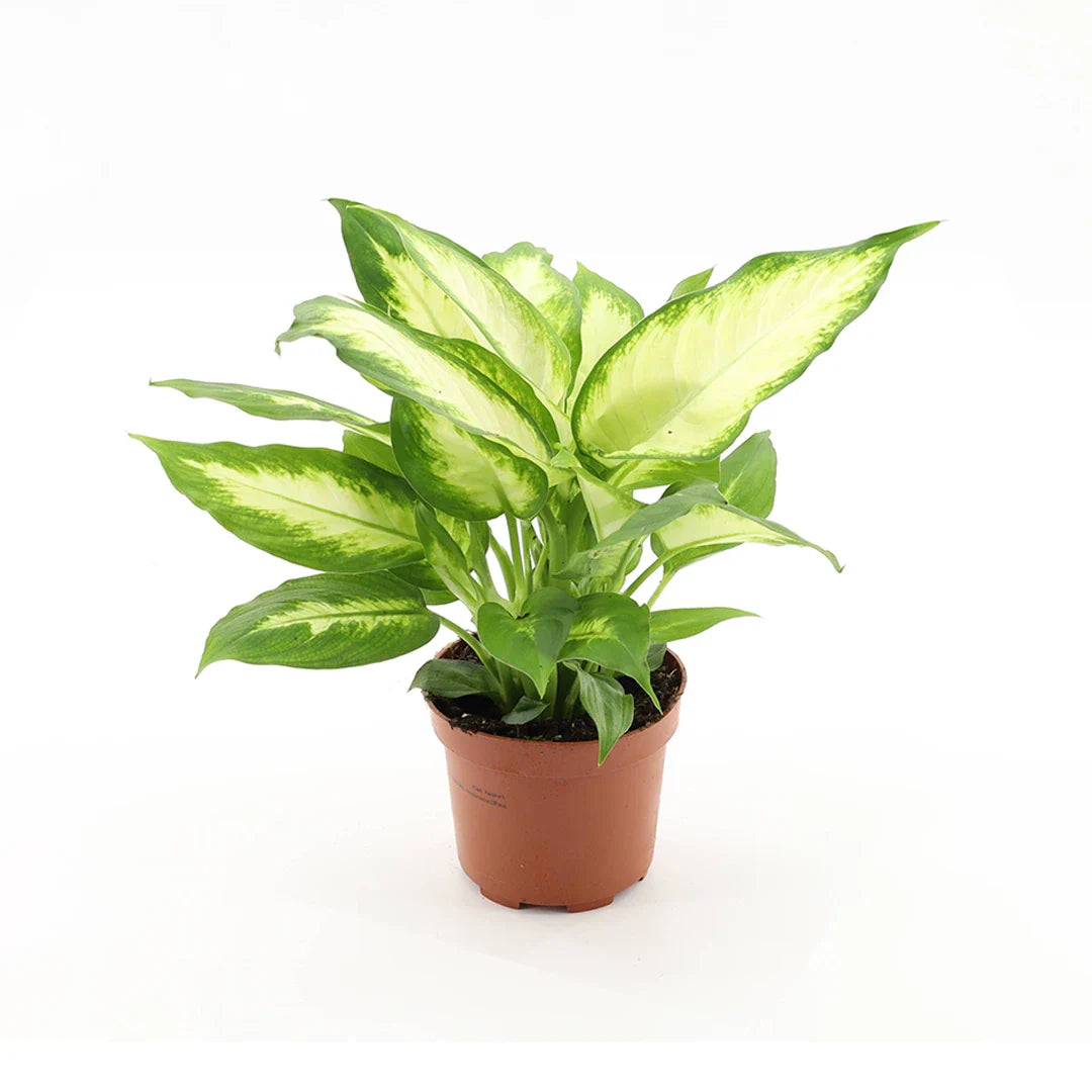 Dieffenbachia Camilla