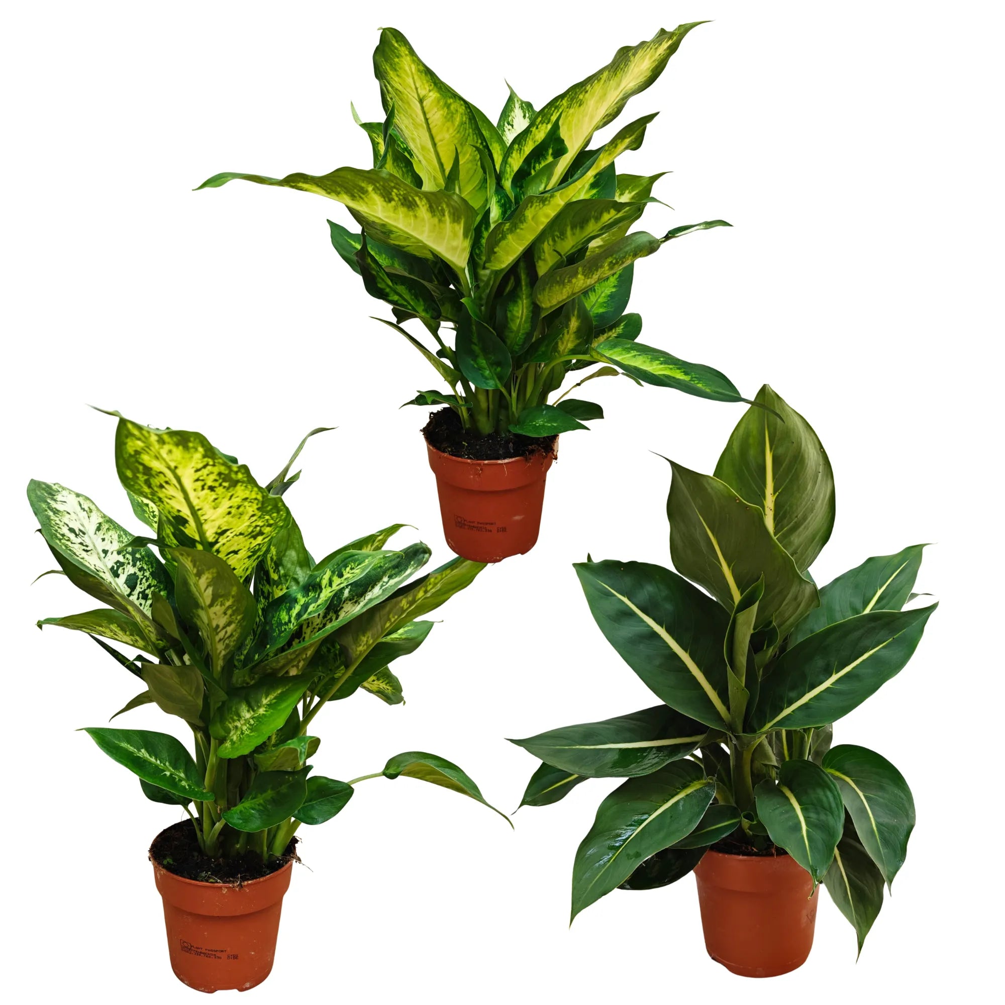 Dieffenbachia Mix