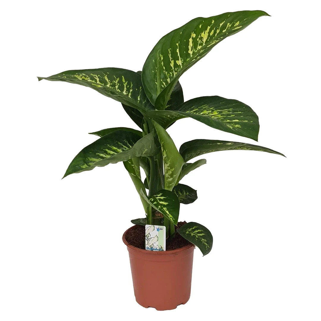 Dieffenbachia Tropic Snow