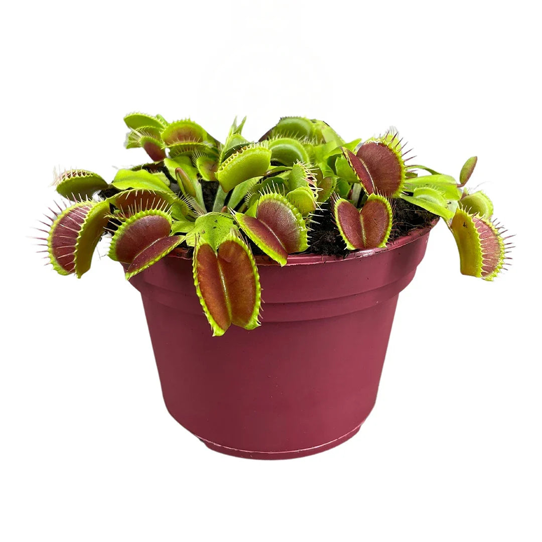 Dionaea Muscipula