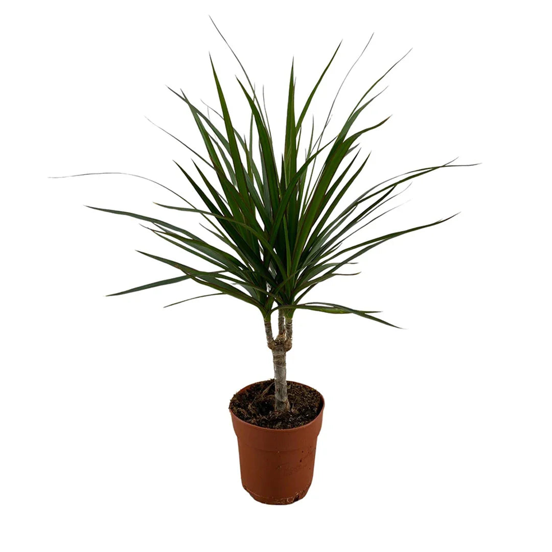 Dracaena Marginata
