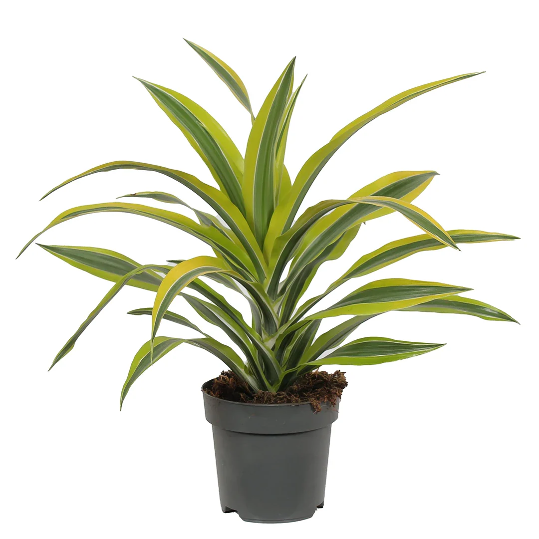 Dracaena fragrans Lemon Lime
