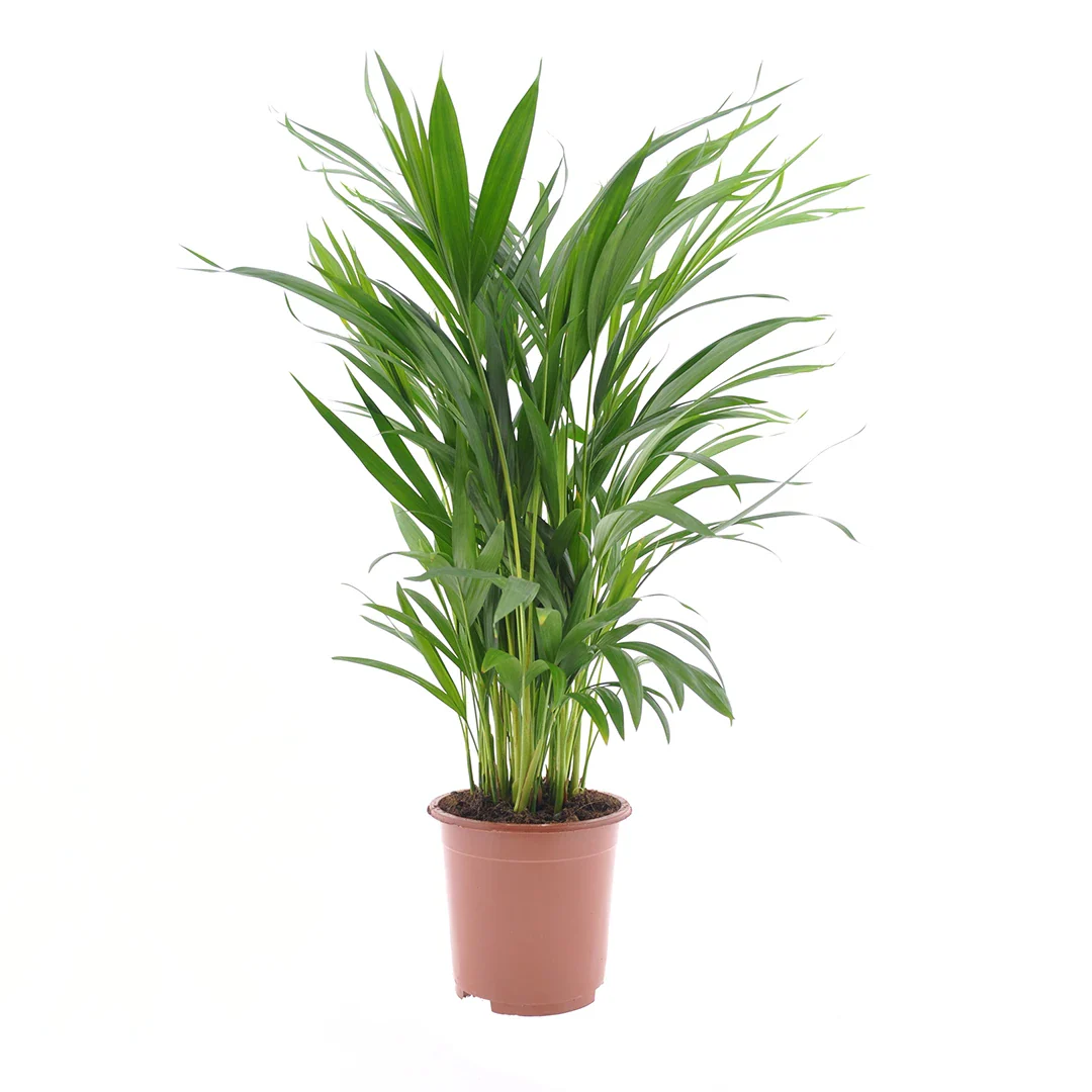 Dypsis Lutescens (Areca)