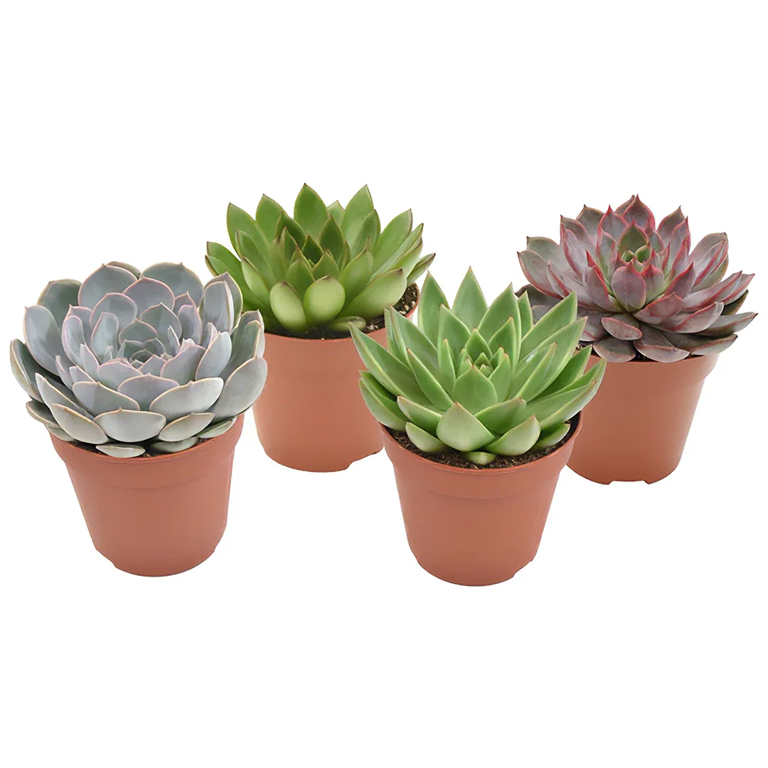 Echeveria Mix