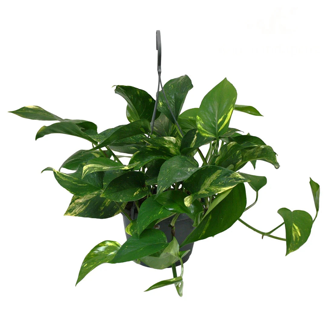 Epipremnum Pinnatum Hanging