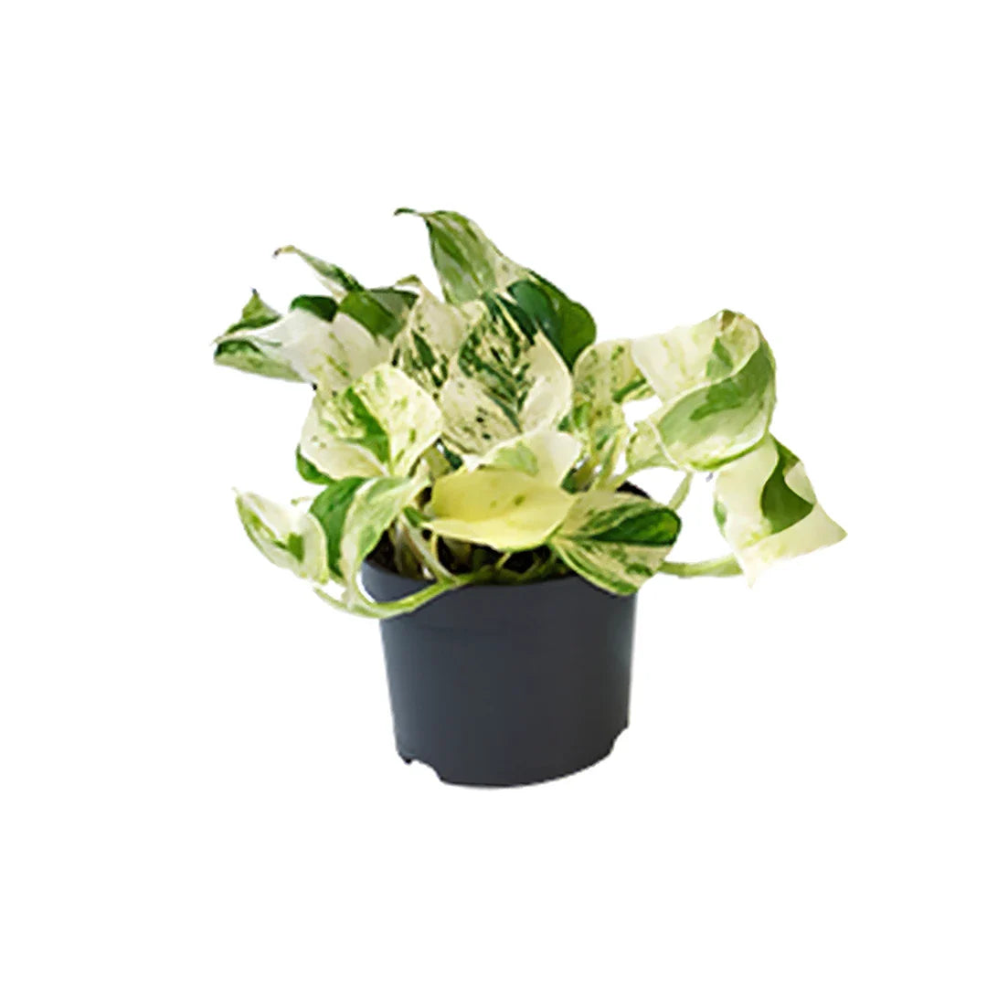 Epipremnum Pinnatum Happy Leaf