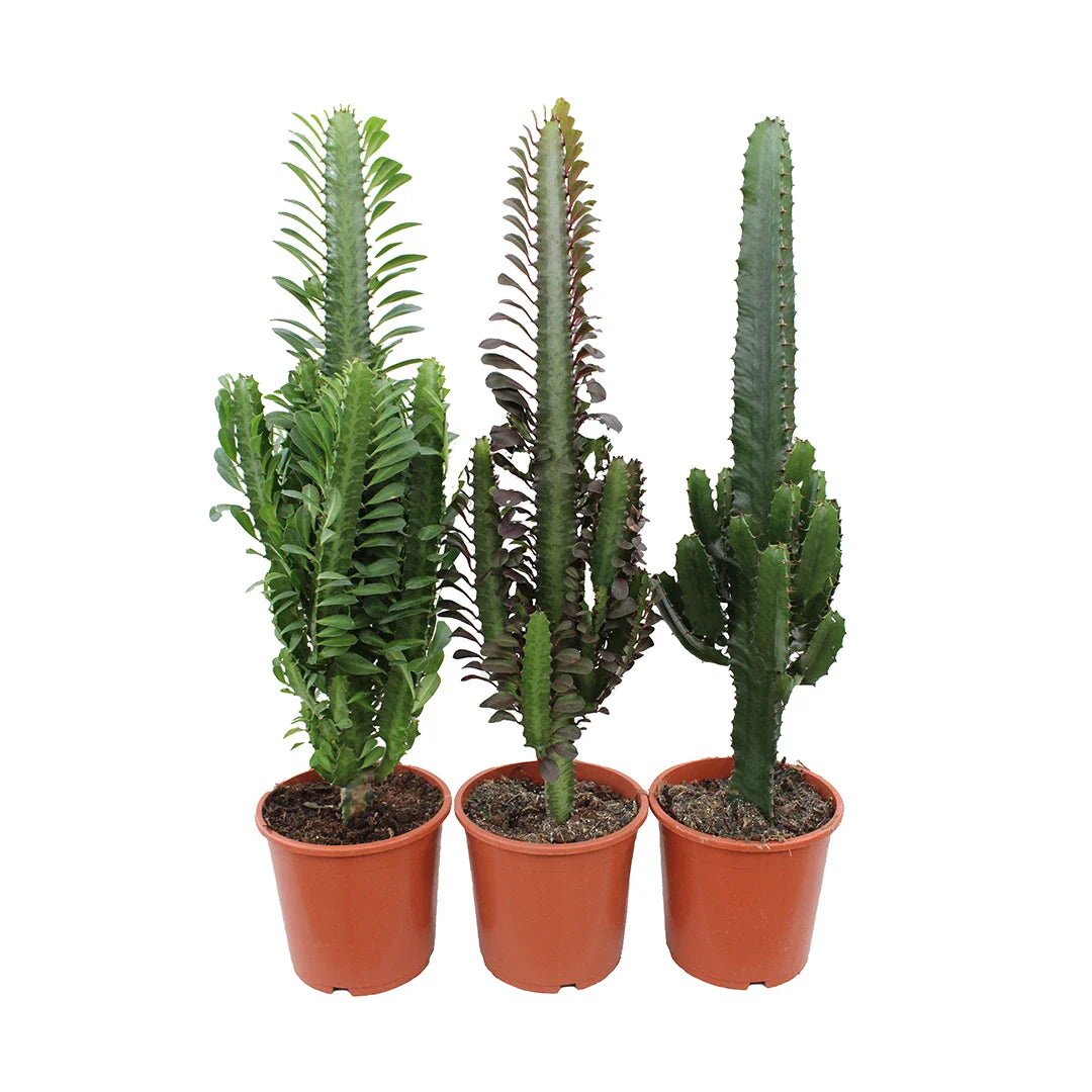 Euphorbia Desert Mix