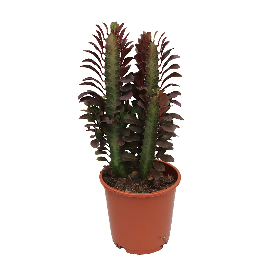 Euphorbia Trigona Rubra