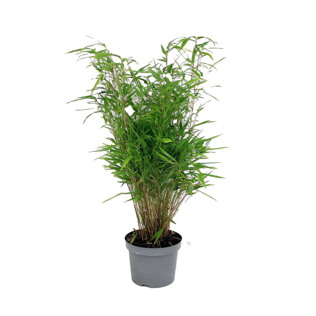 Fargesia (Bambù Nano)