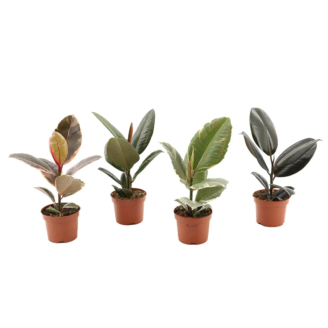 Ficus Elastica Mix
