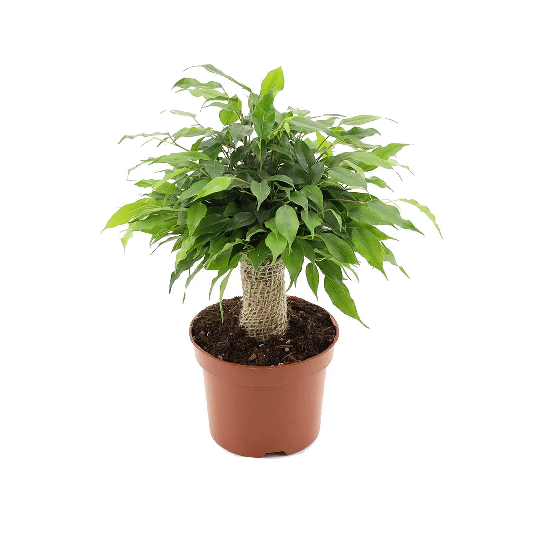 Ficus Green Kinky Jutte stam