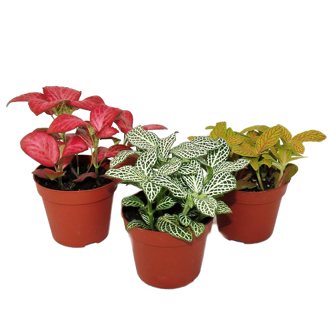 Fittonia