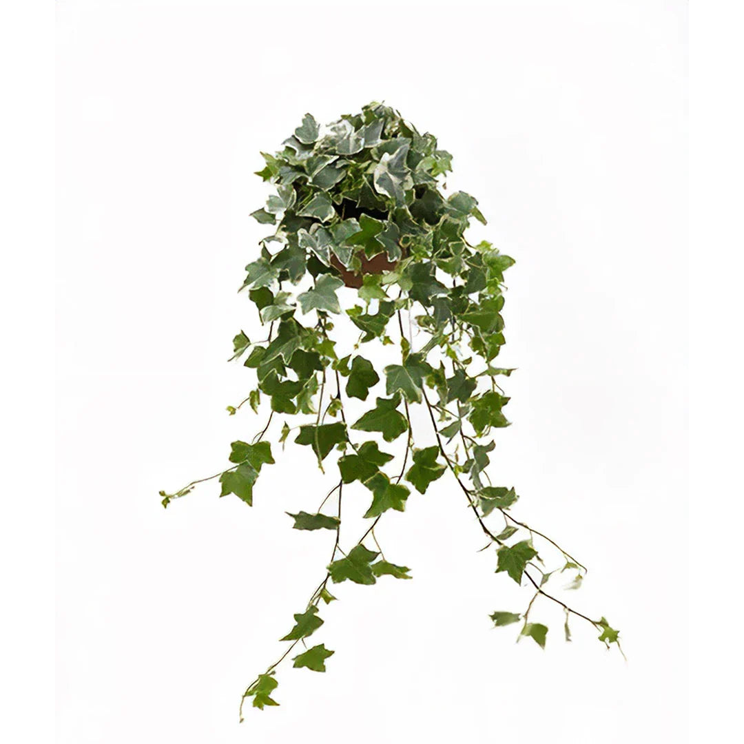 Hedera 'Eva'