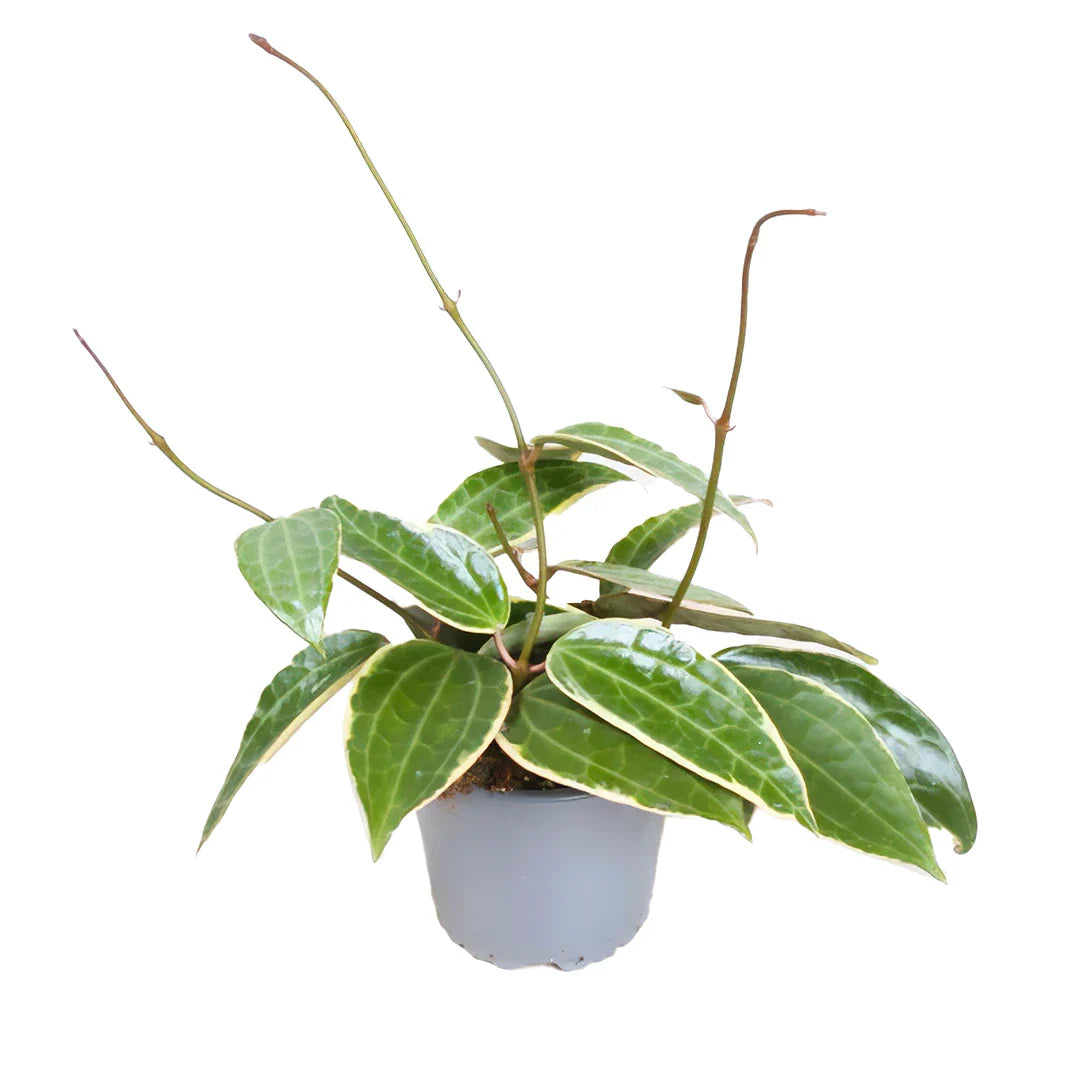 Hoya Carnosa Albomarginata