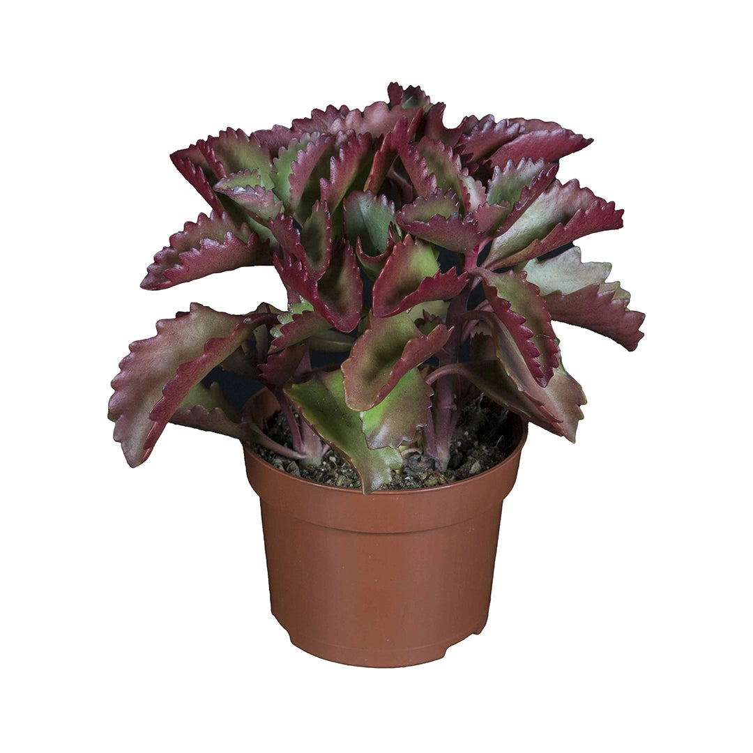 Kalanchoe Pinatum