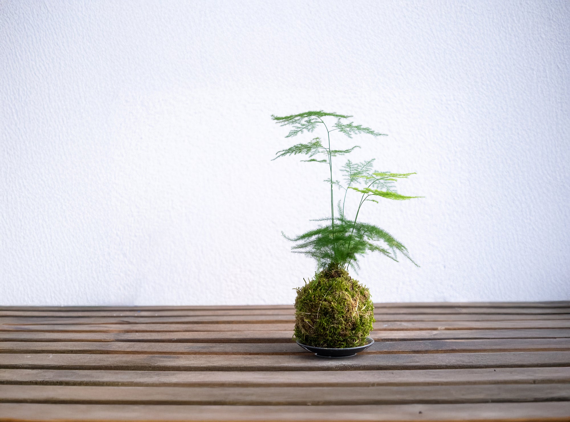 Kokedama